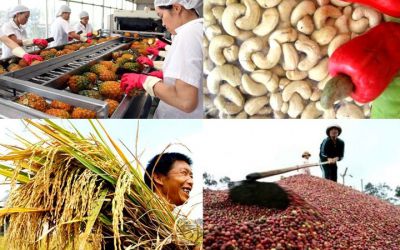 Nông sản Việt: Chuyển động mới từ thị trường xuất khẩu
